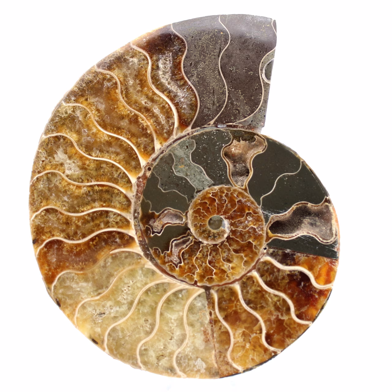 Un pezzo fossile di ammonite