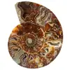 Ammonite segata lucidata - 0