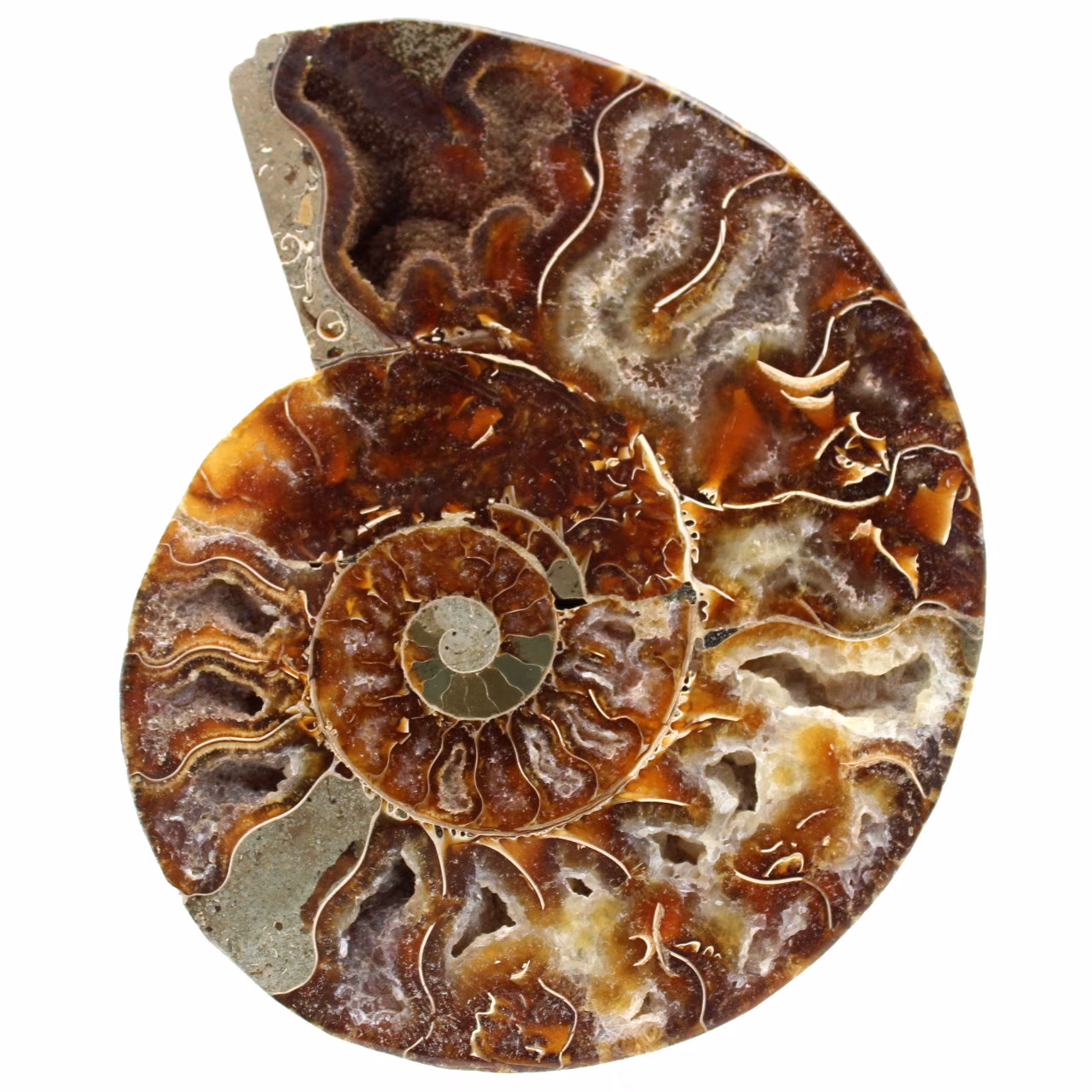 Ammonite segata lucidata