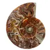 Ammonite fossile del Madagascar - 0
