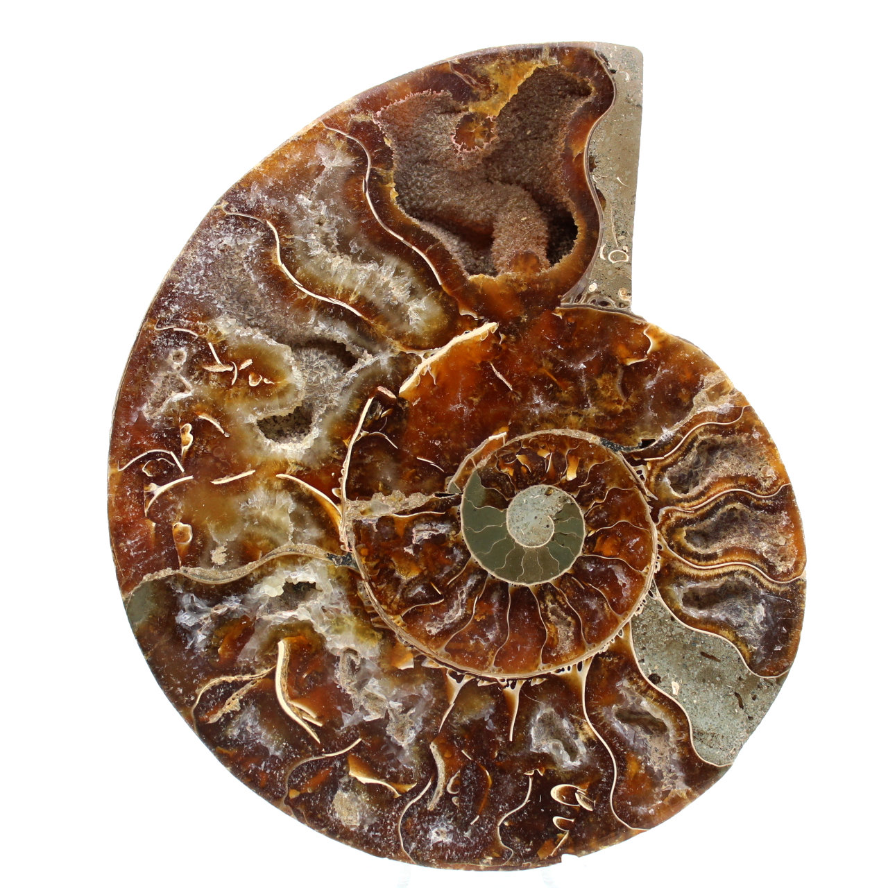 Ammonite fossile del Madagascar