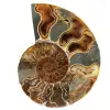 Ammonite segata lucidata - 0