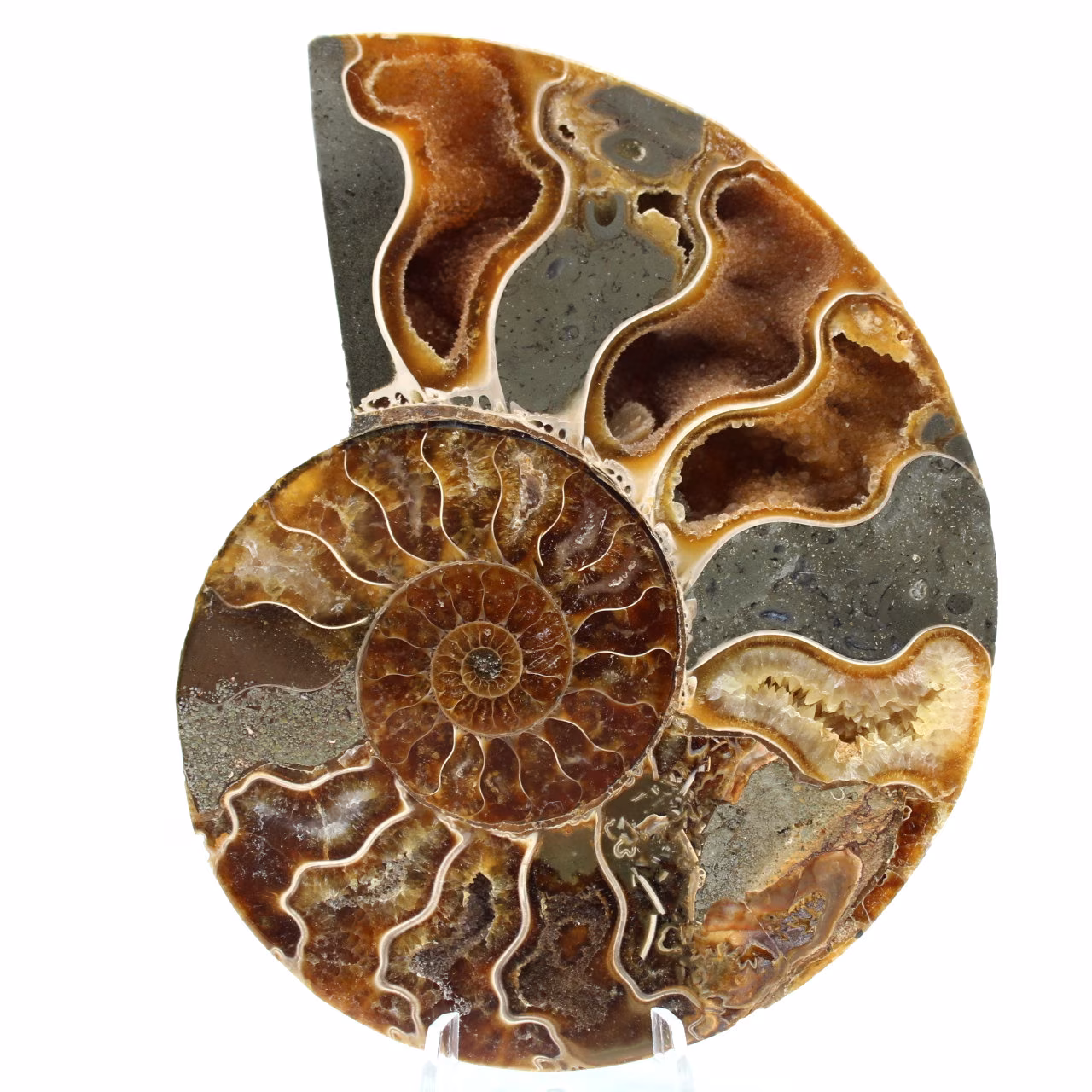 Ammonite segata lucidata