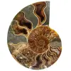 Ammonite fossile del Madagascar - 0