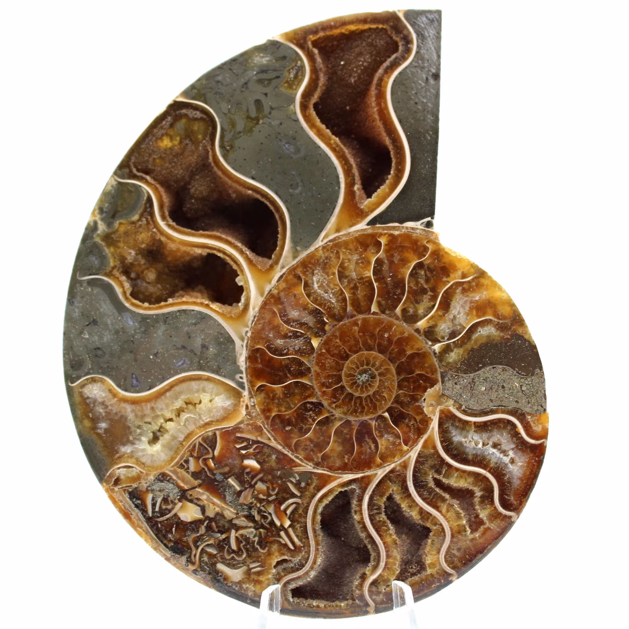 Ammonite fossile del Madagascar