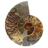 Ammonite del Madagascar - 0