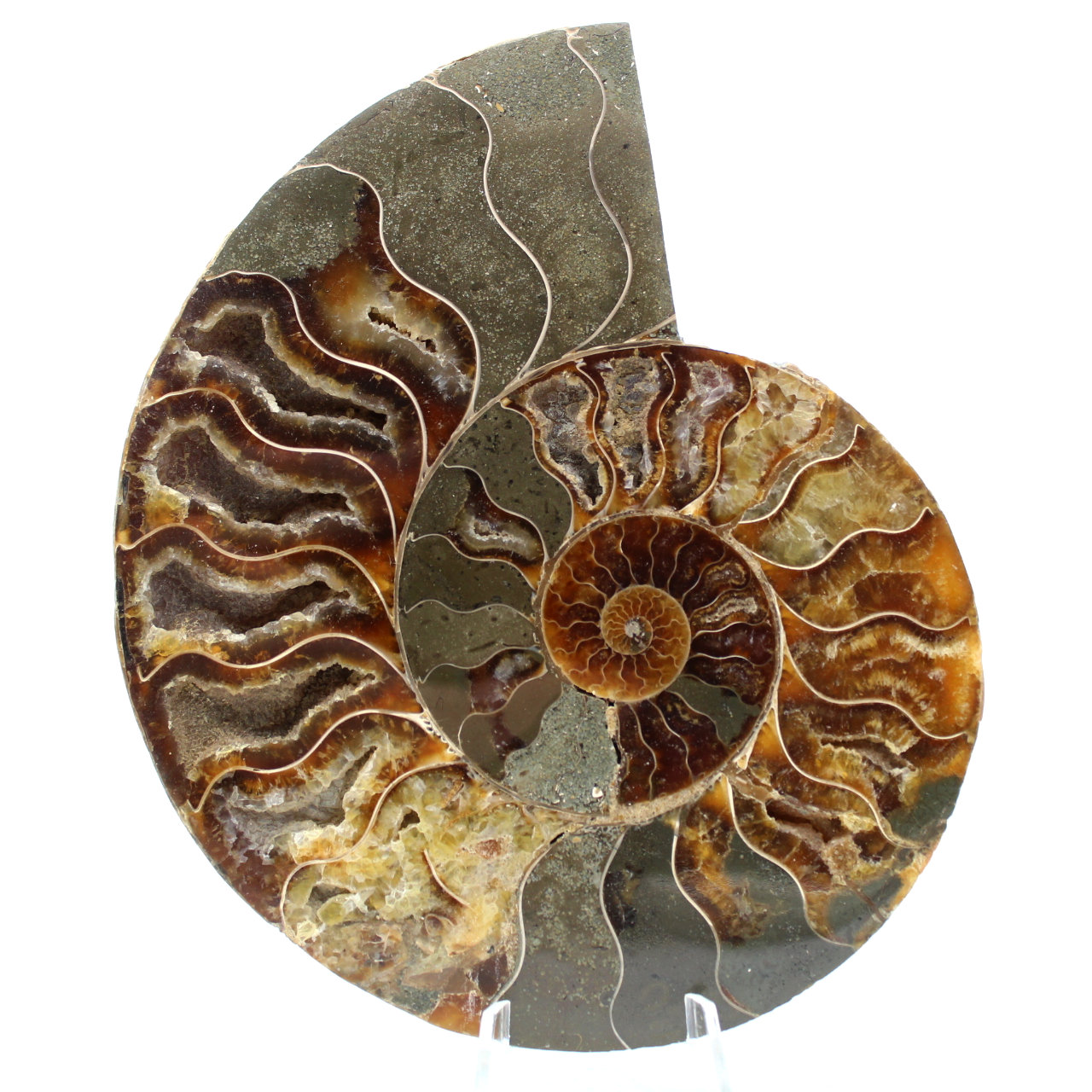 Ammonite del Madagascar