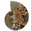 Un pezzo fossile di ammonite - 0