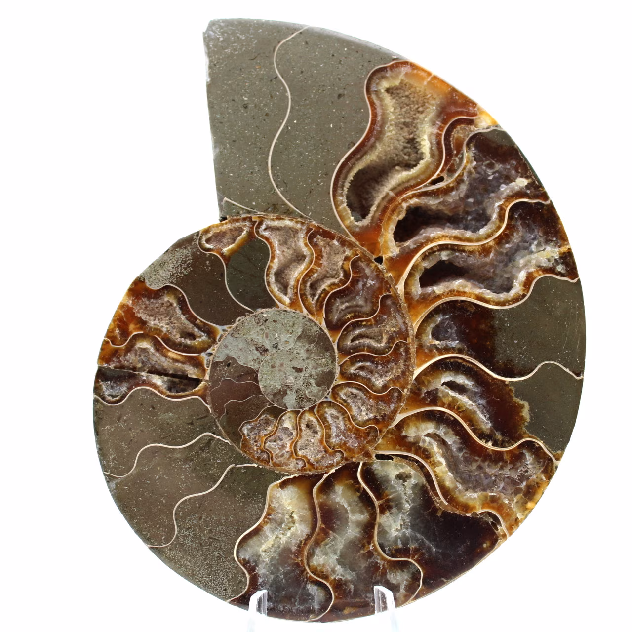 Un pezzo fossile di ammonite