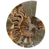 Ammonite segata lucidata - 0