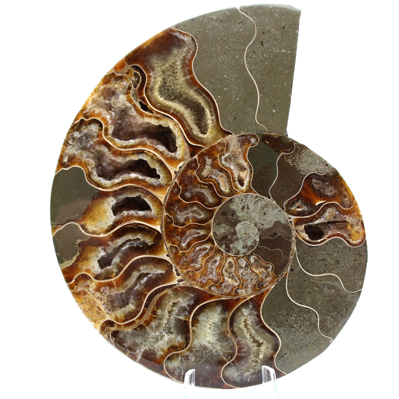 Ammonite segata lucidata