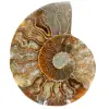 Ammonite del Madagascar - 0
