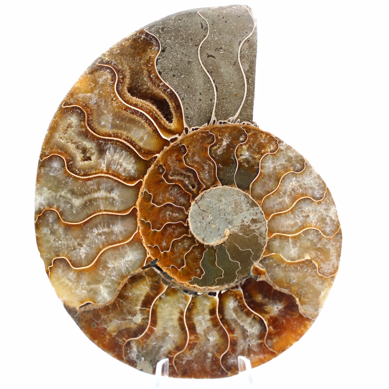 Ammonite del Madagascar