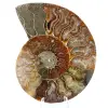 Un pezzo fossile di ammonite - 0