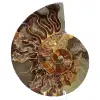 Ammonite segata lucidata - 0