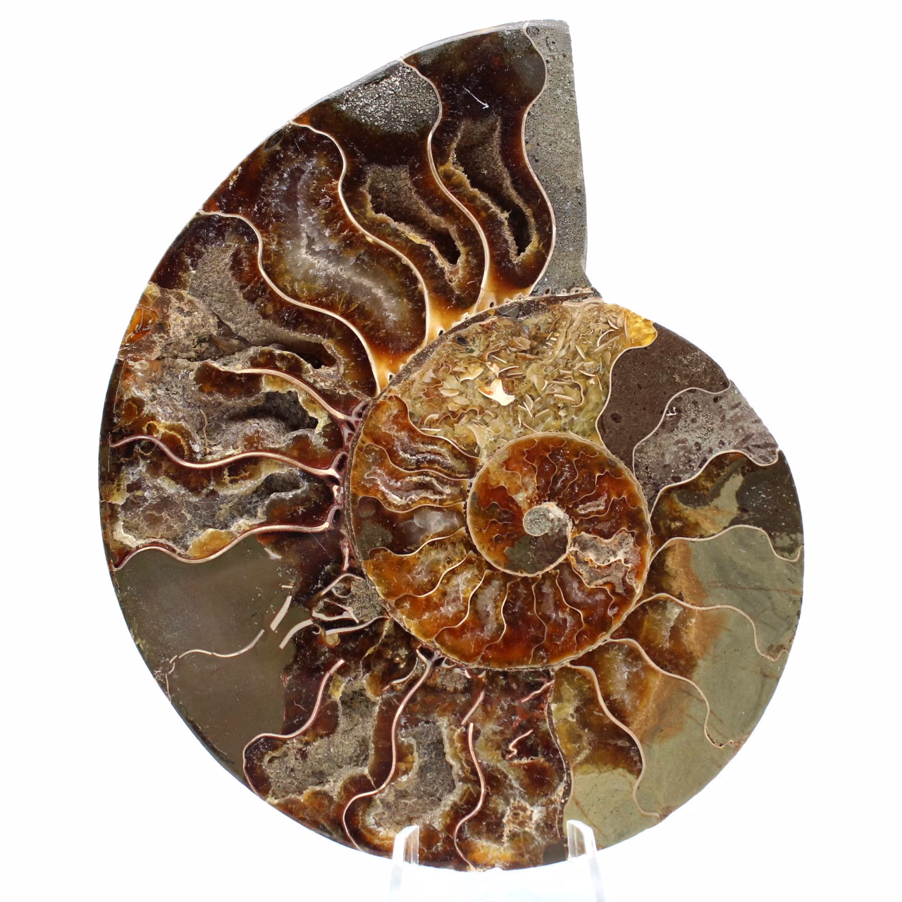 Ammonite segata lucidata