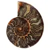 Ammonite fossile del Madagascar - 0