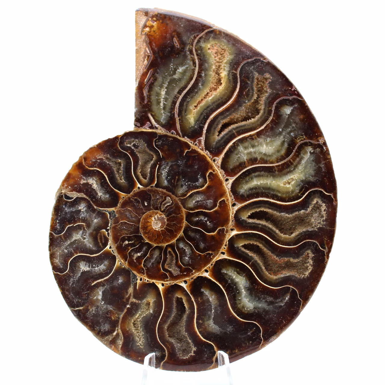 Ammonite fossile del Madagascar
