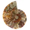 Ammonite del Madagascar - 0