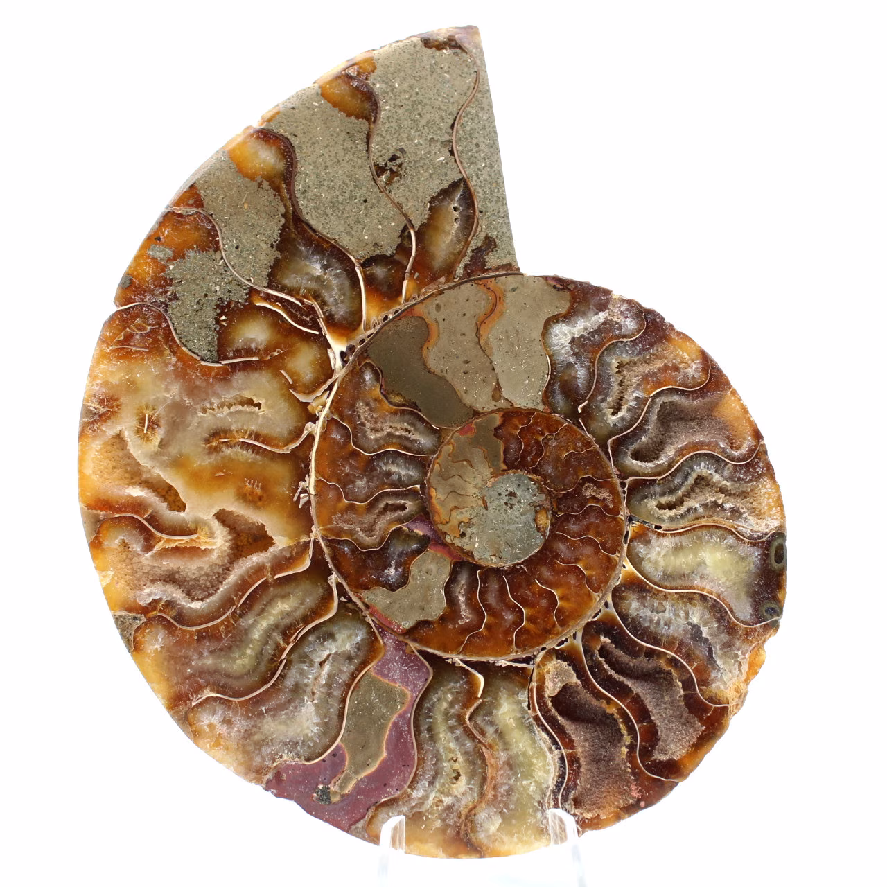 Ammonite del Madagascar