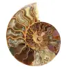 Ammonite segata lucidata - 0