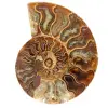 Ammonite fossile del Madagascar - 0