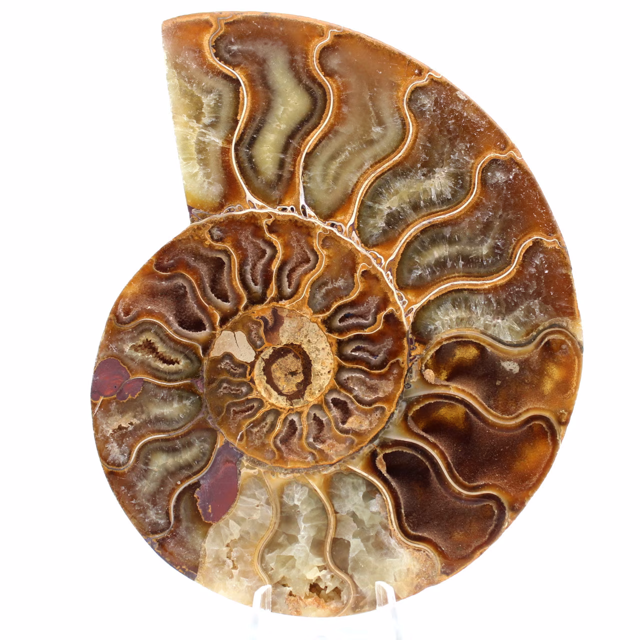 Ammonite fossile del Madagascar