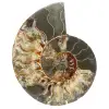 Ammonite del Madagascar - 0