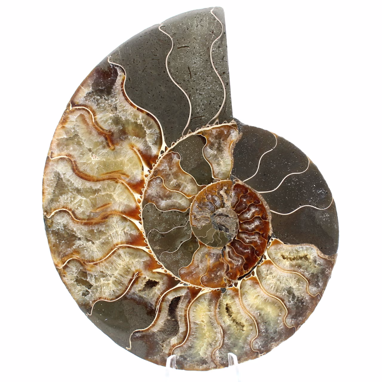 Ammonite del Madagascar