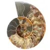 Un pezzo fossile di ammonite - 0