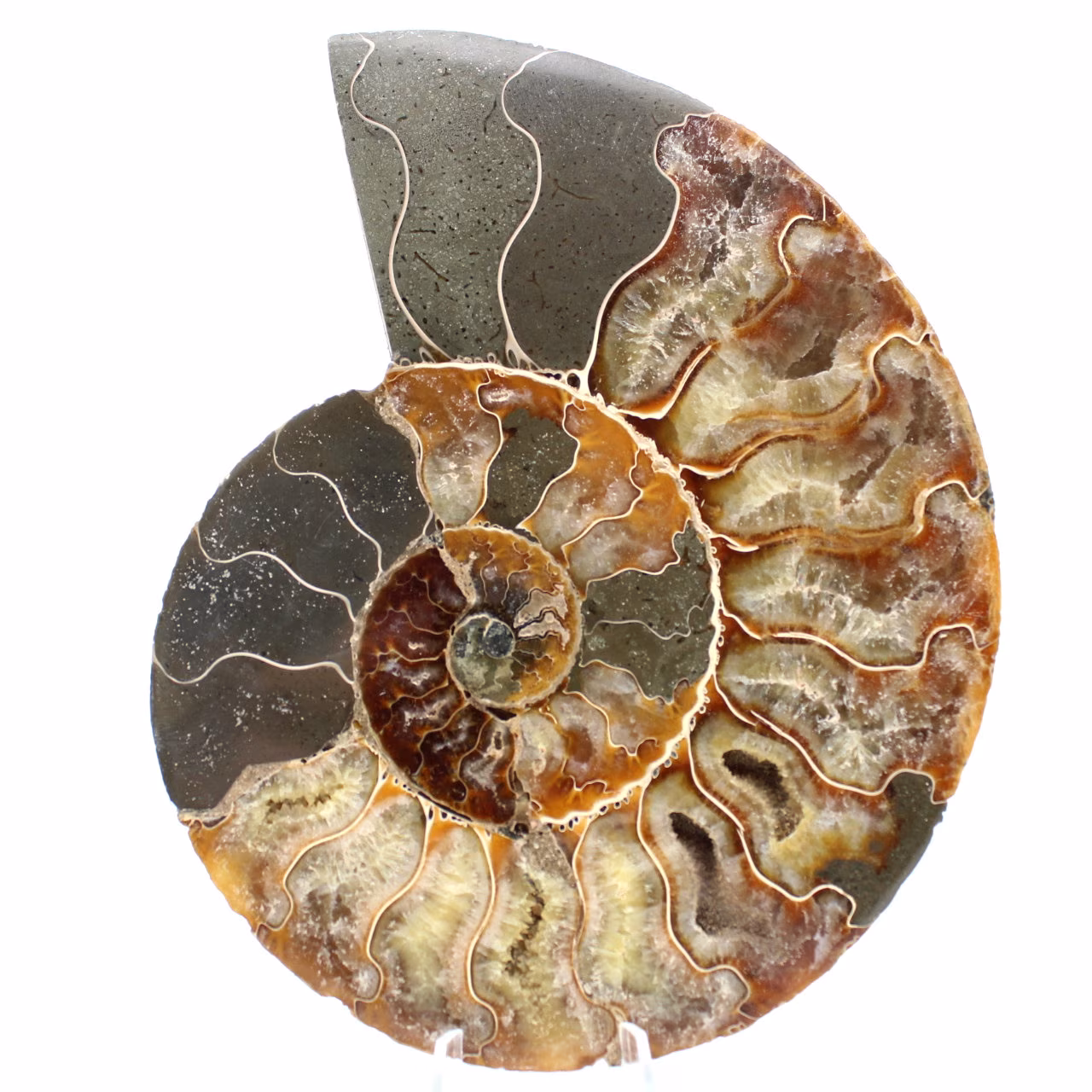 Un pezzo fossile di ammonite