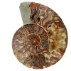 Un pezzo fossile di ammonite - 0