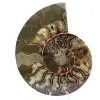 Ammonite segata lucidata - 0