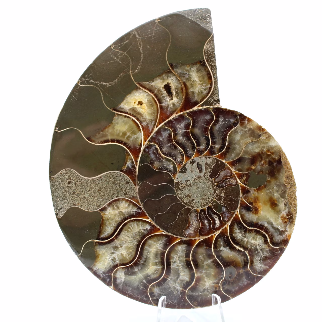 Ammonite segata lucidata