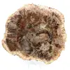Legno pietrificato lucidato del Madagascar - 0