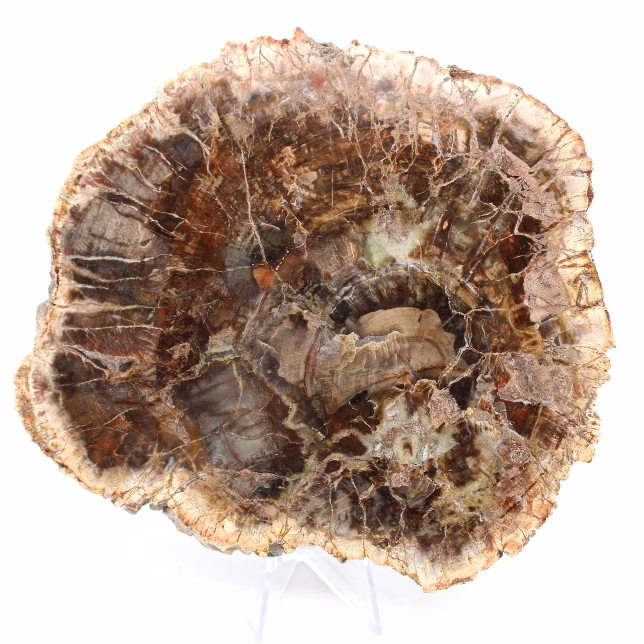 Legno pietrificato lucidato del Madagascar