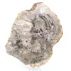 Legno silicizzato lucidato naturale - 0