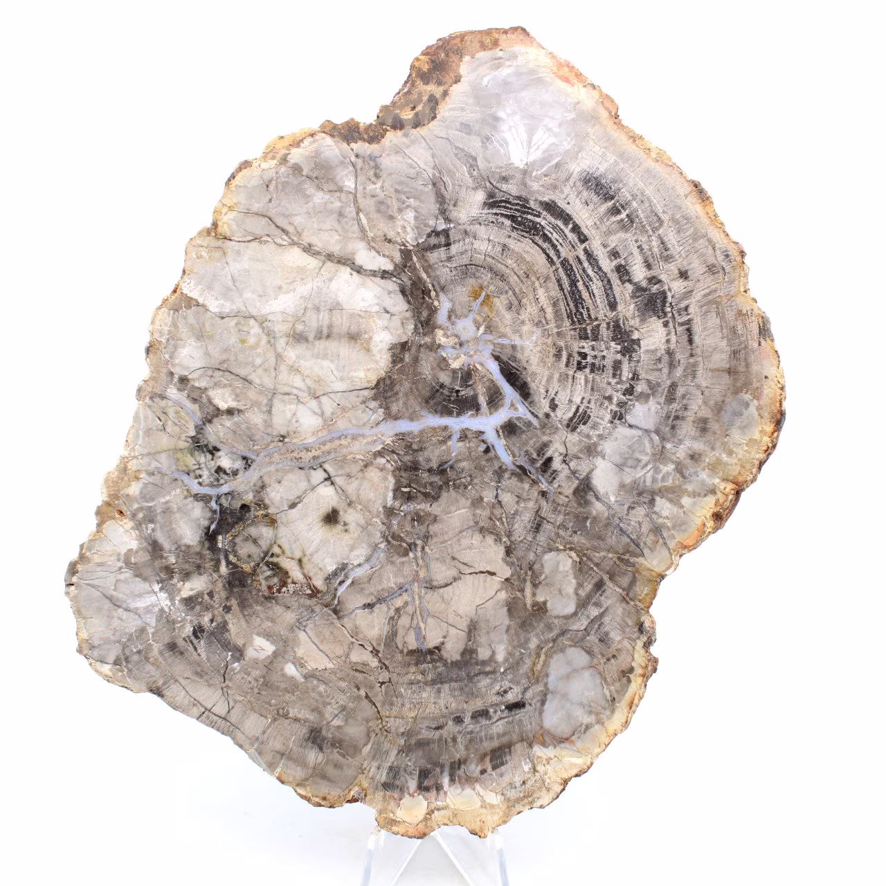 Legno silicizzato lucidato naturale