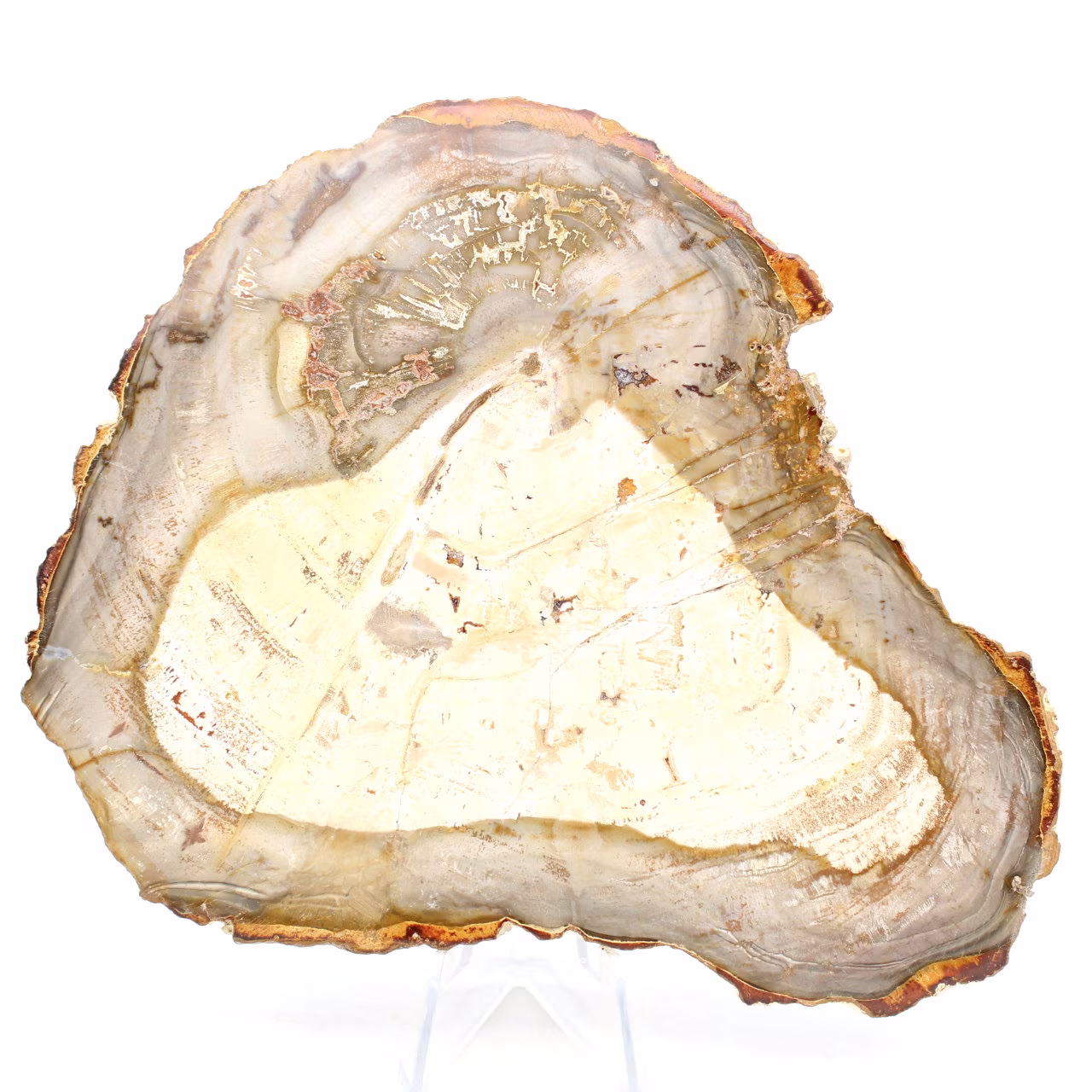 Fetta di legno fossile del Madagascar
