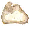 Legno silicizzato lucidato naturale - 0