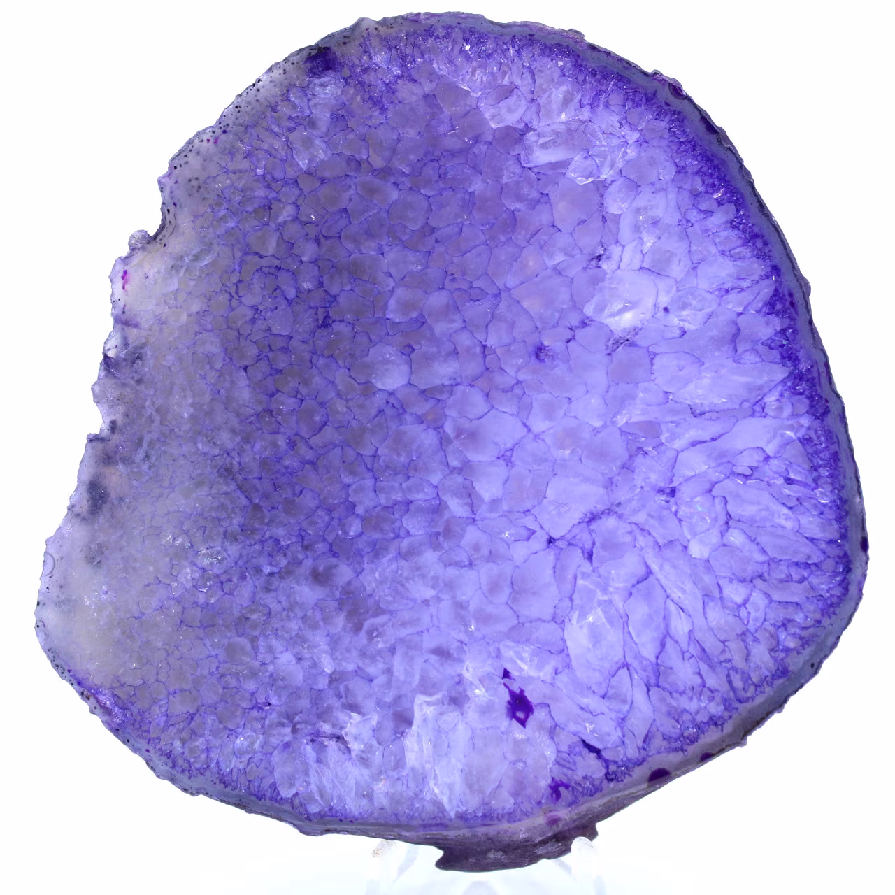 agata viola