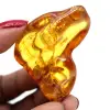 Ambra lucida - 0