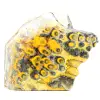 Jasper bumblebee indonesia - 0