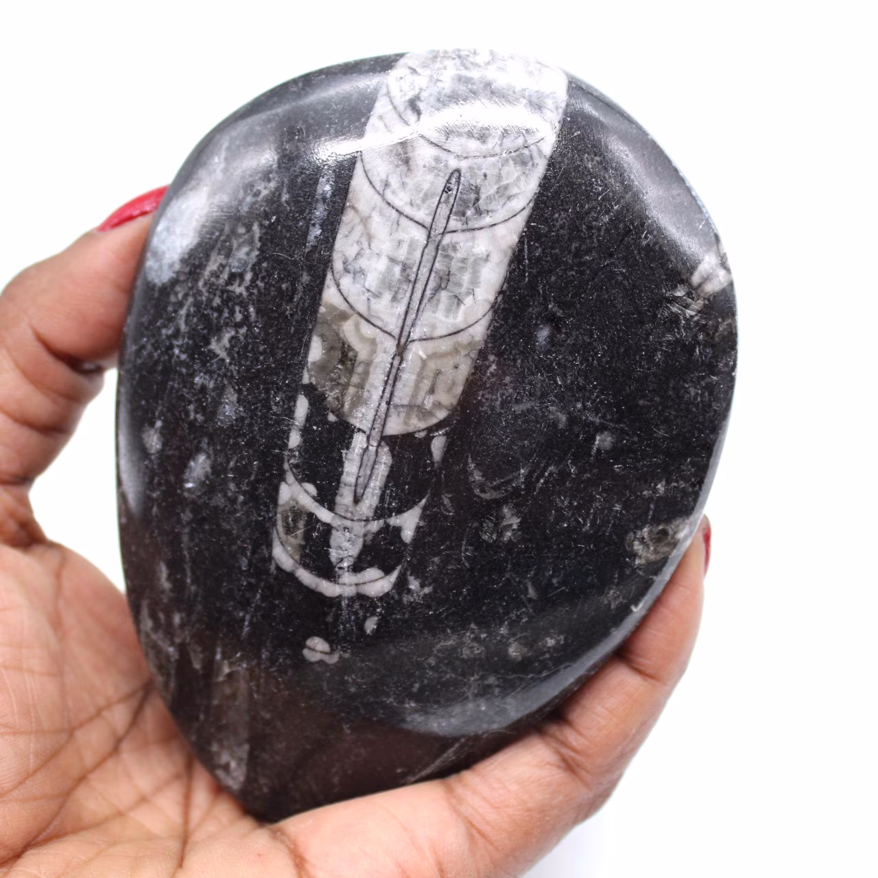 Orthoceras fossile lucidato