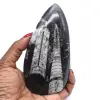 Fossile di orthoceras dal marocco - 0