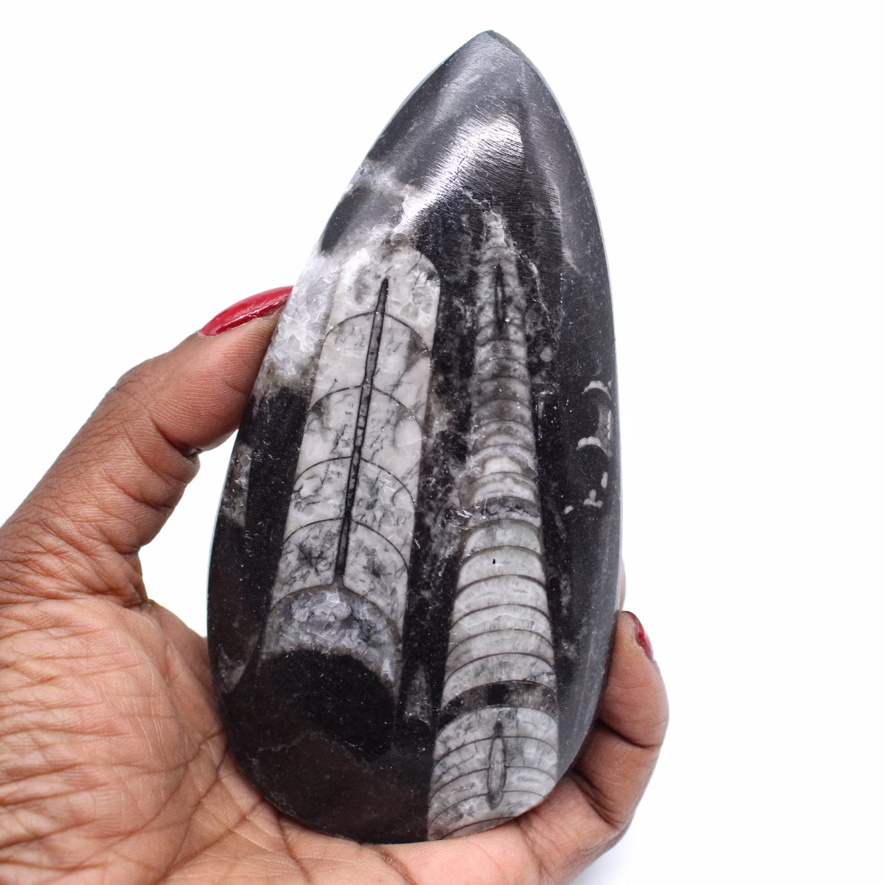 Fossile di orthoceras dal marocco