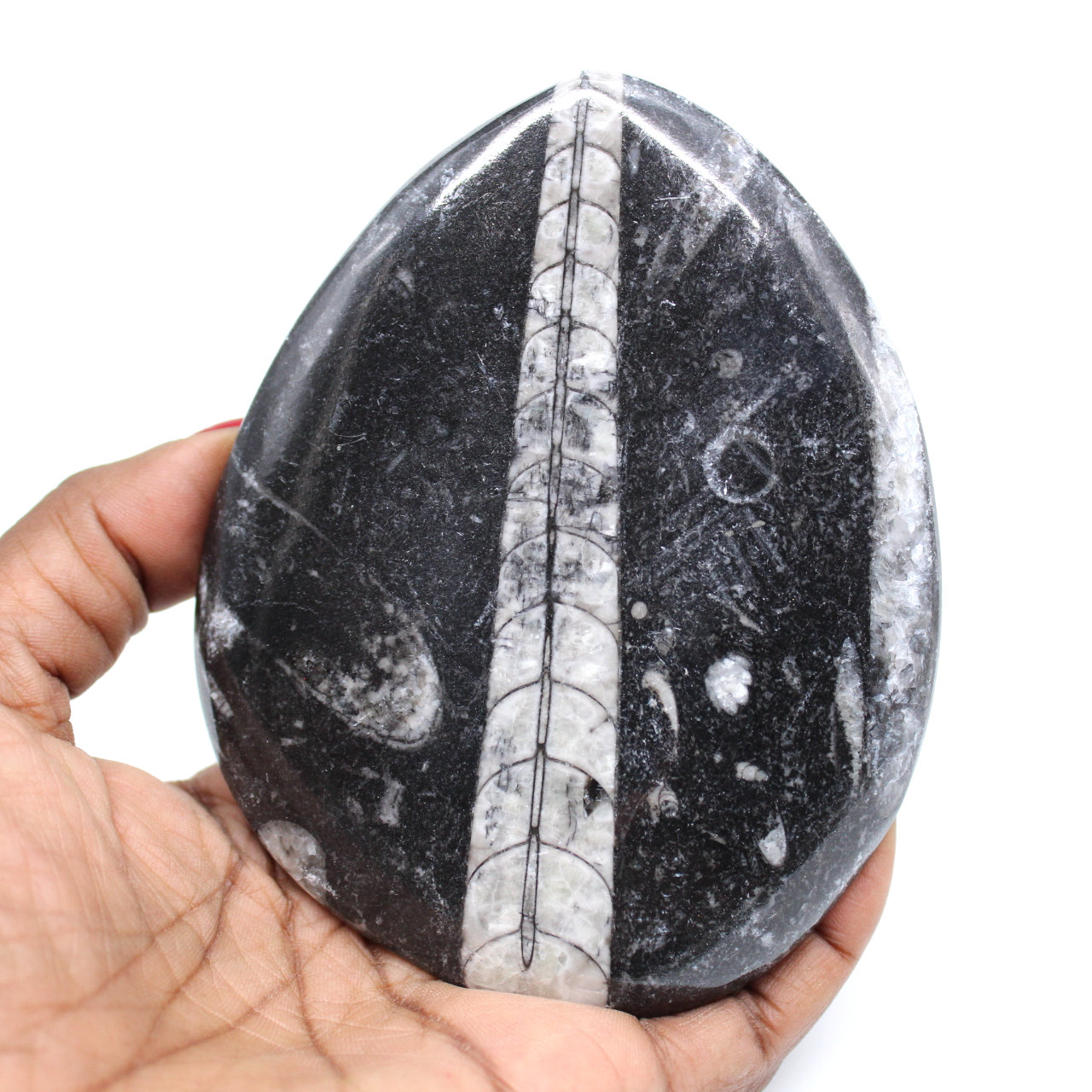 Orthoceras fossile lucidato