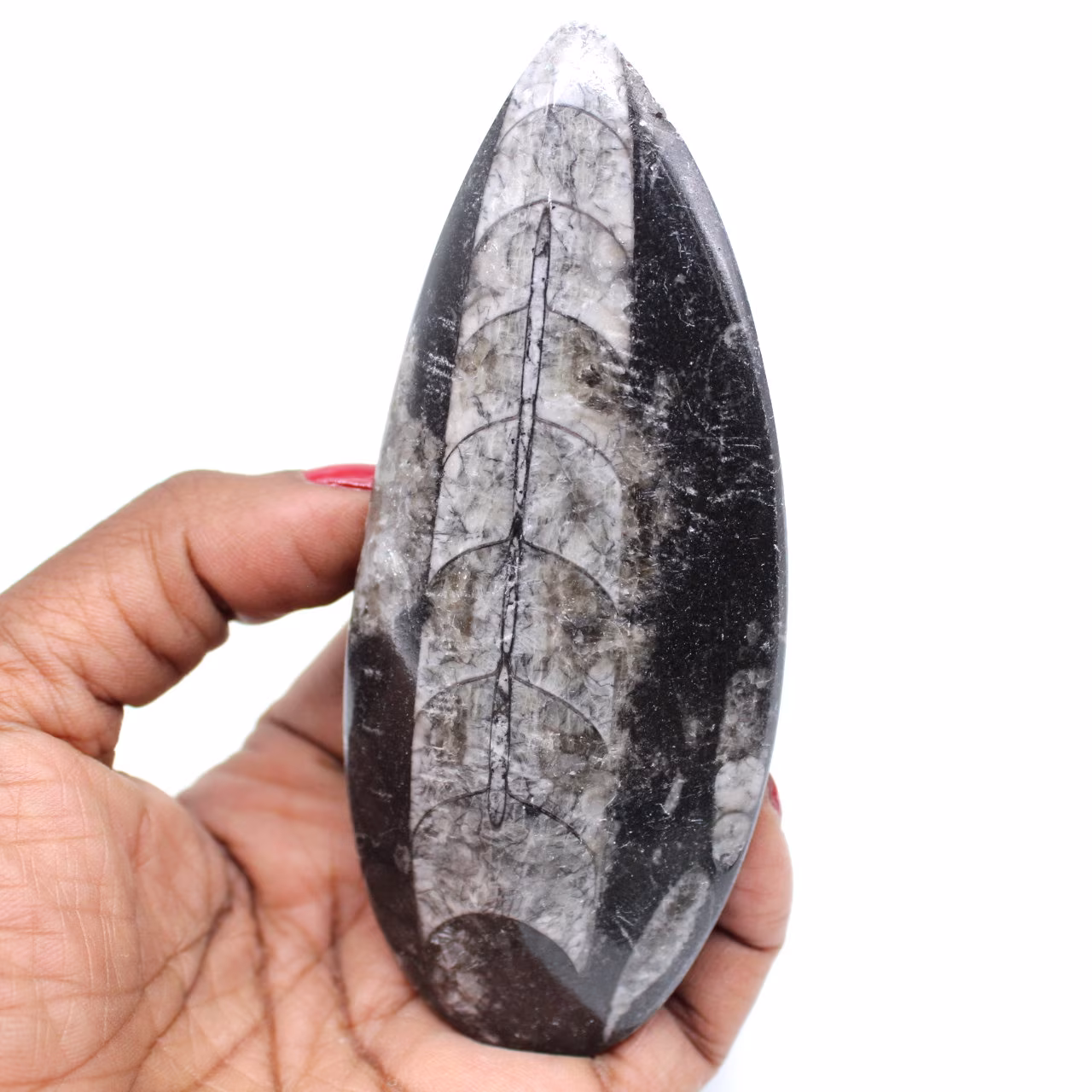 Orthoceras marocco