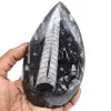 Fossile di orthoceras lucidato - 0