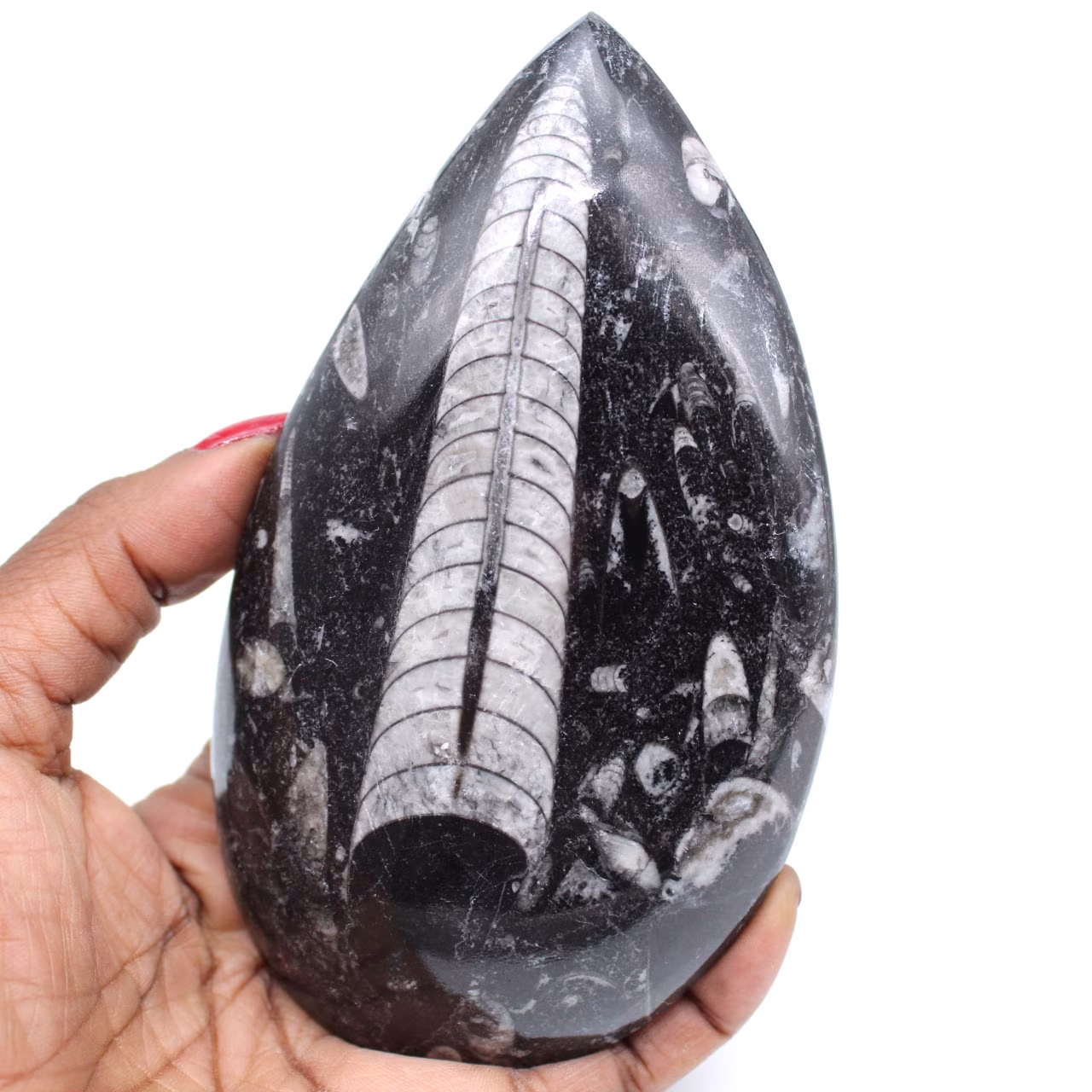 Fossile di orthoceras lucidato